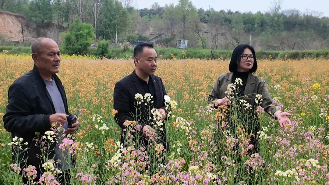 南召县五朵镇：七彩油菜花绘就乡村振兴新画卷