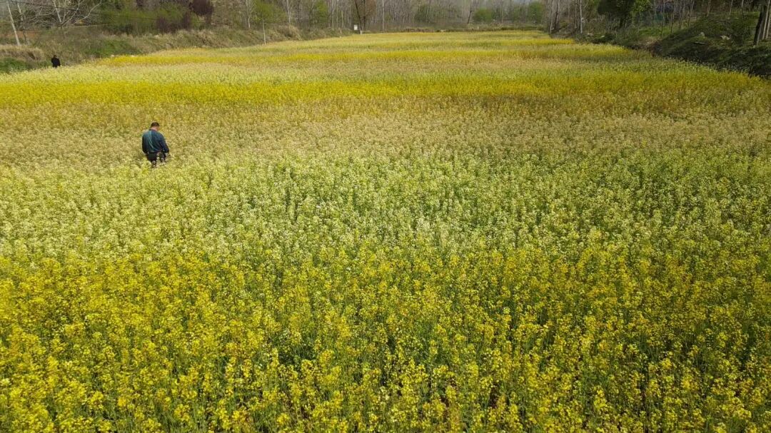 南召县五朵镇:七彩油菜花绘就乡村振兴新画卷 南召县五朵镇:七彩油菜花绘就乡村振兴新画卷