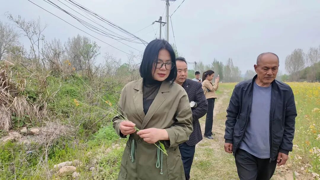 南召县五朵镇:七彩油菜花绘就乡村振兴新画卷 南召县五朵镇:七彩油菜花绘就乡村振兴新画卷